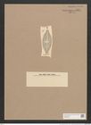 Navicula wilozeckii Grun. (de-Toni-Nr.: Genus 1, Species 440) Zeichnungen Sammlung Grunow Nr. 941 (NHMW-BOT-W0367430)